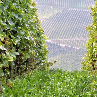 Chambolle-Musigny Weinregion