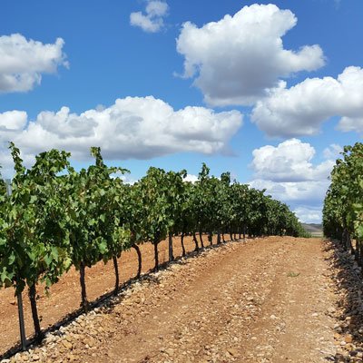Wein aus Rioja, Spanien