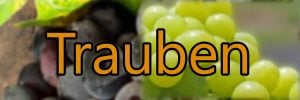 Reben und Trauben Sorten