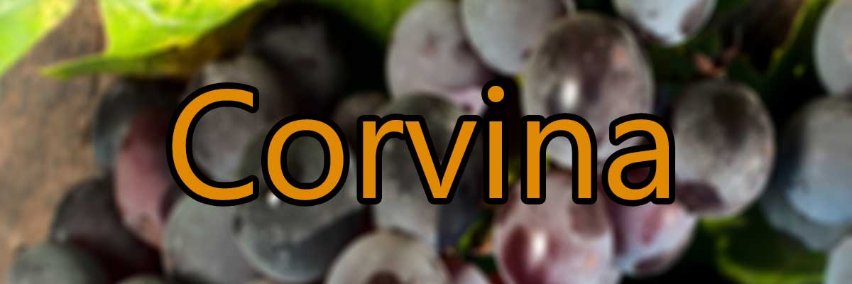 Corvina