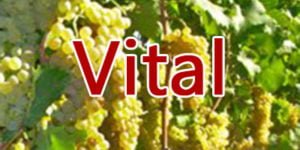 Vital