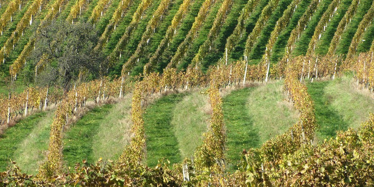 Barolo